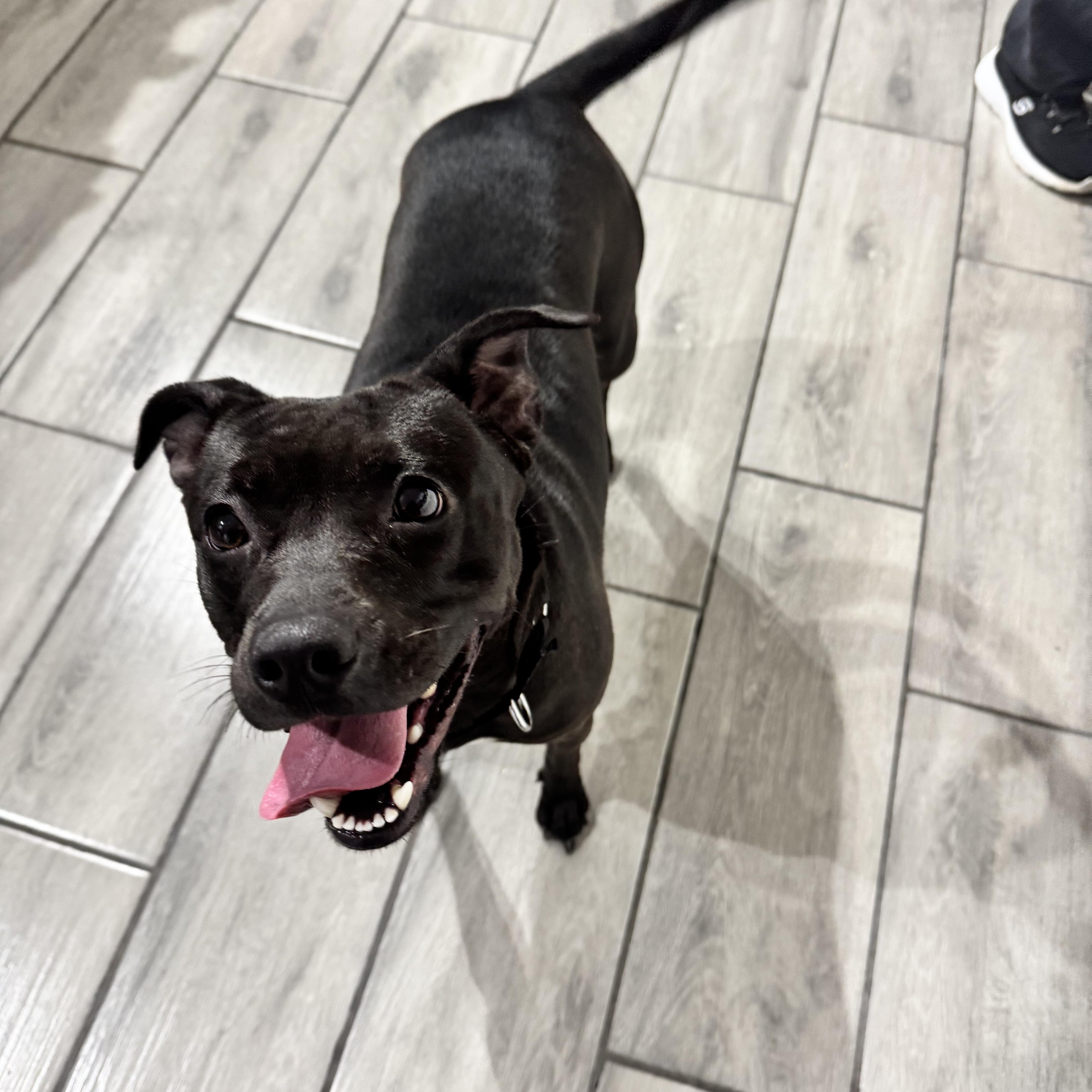 Bubbles, a Adoptable Mixed Breed in Saratoga Springs, NY image 2/5