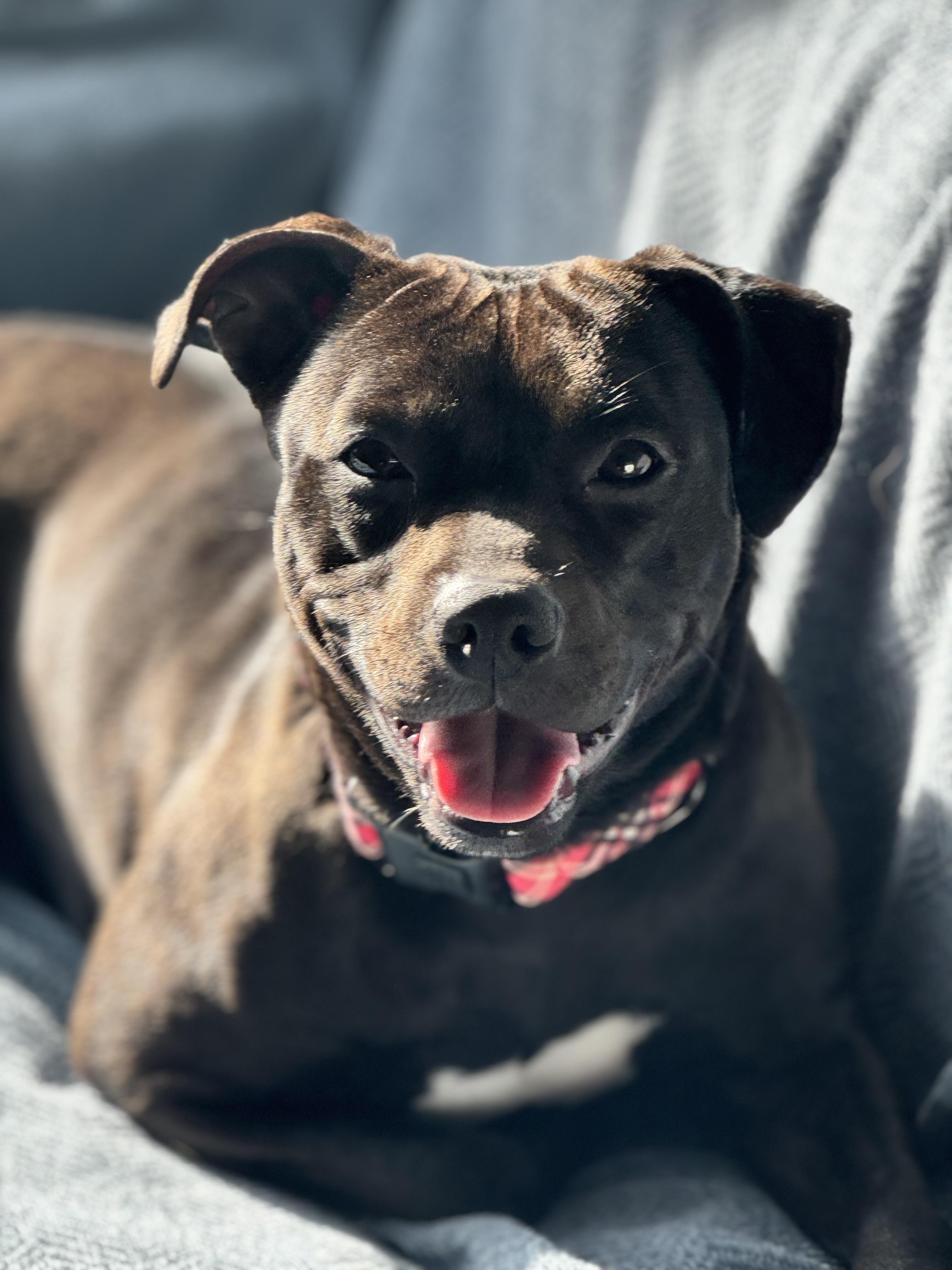 Bubbles, a Adoptable Mixed Breed in Saratoga Springs, NY image 1/5