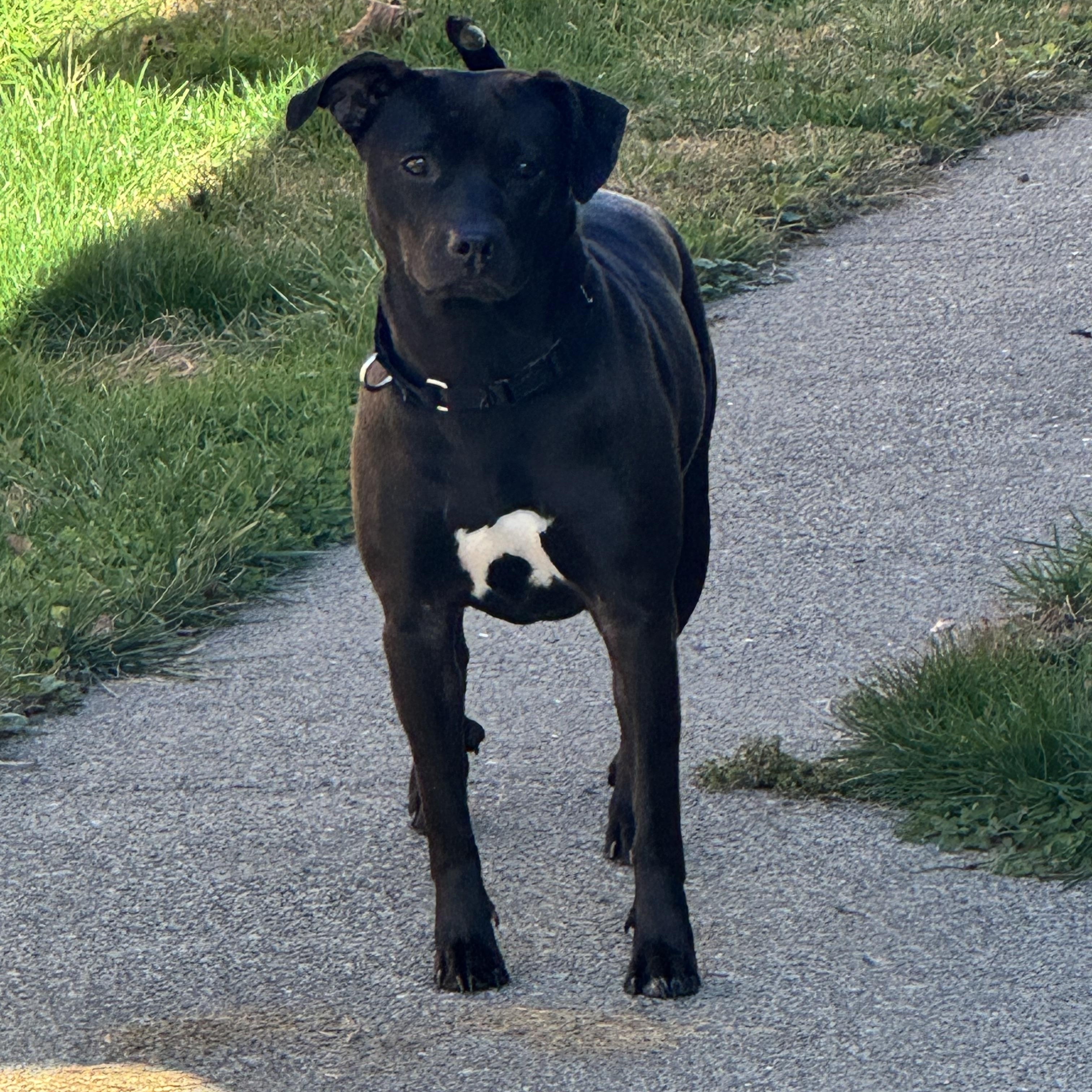 Bubbles, a Adoptable Mixed Breed in Saratoga Springs, NY image 4/5