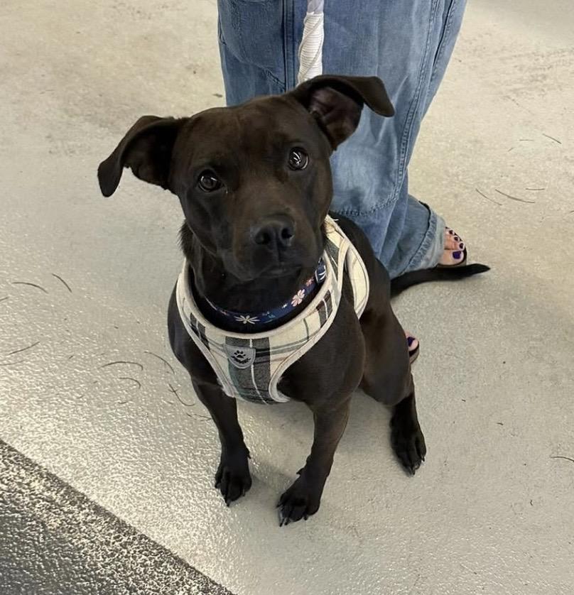 Bubbles, a Adoptable Mixed Breed in Saratoga Springs, NY image 3/5