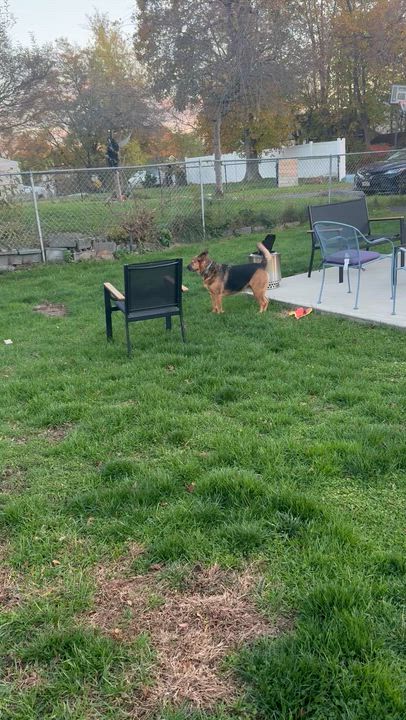 Enlarge Bubbles, a Adoptable Mixed Breed in Saratoga Springs, NY video 5/5