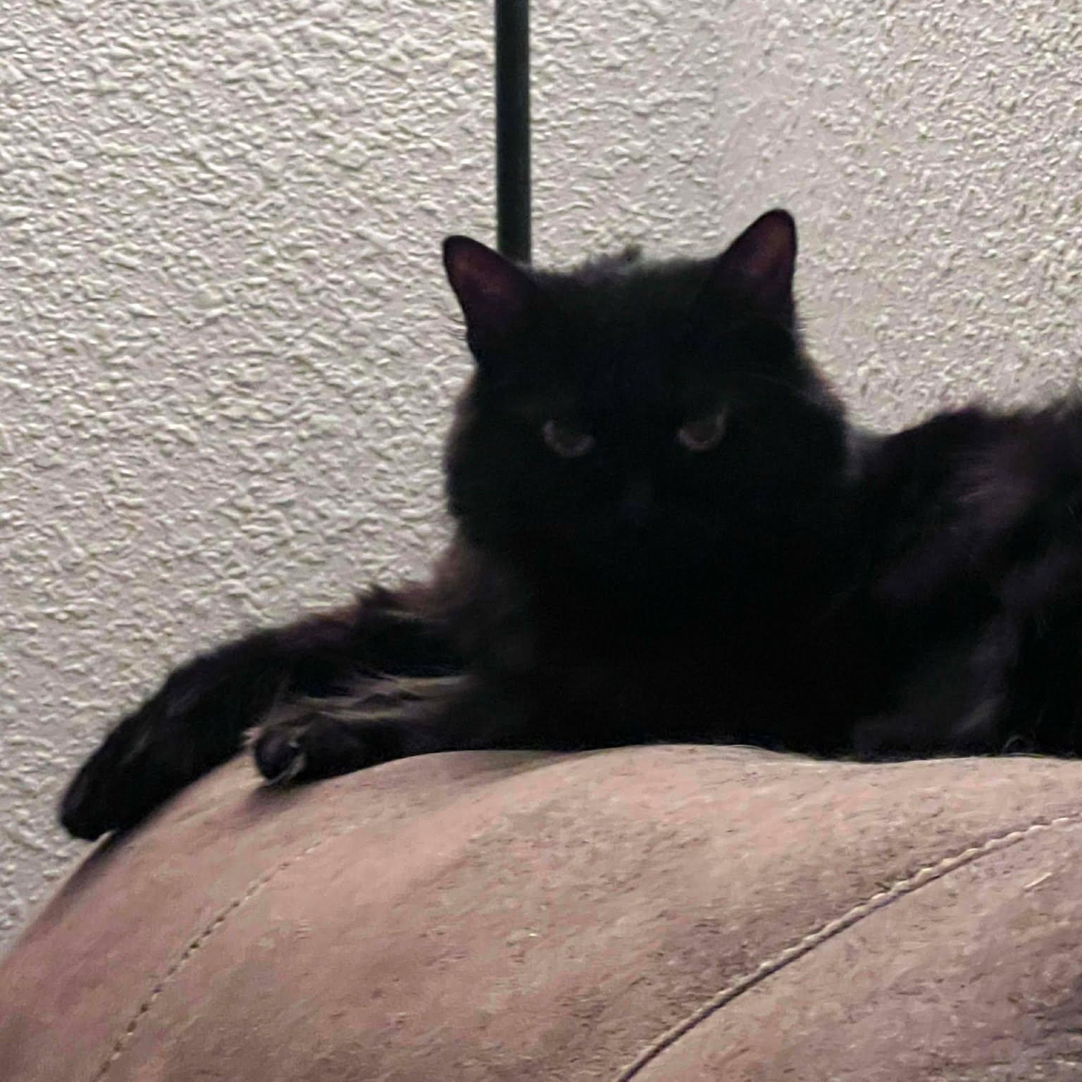 Persephone, adopted, Adult Female Domestic Long Hair.