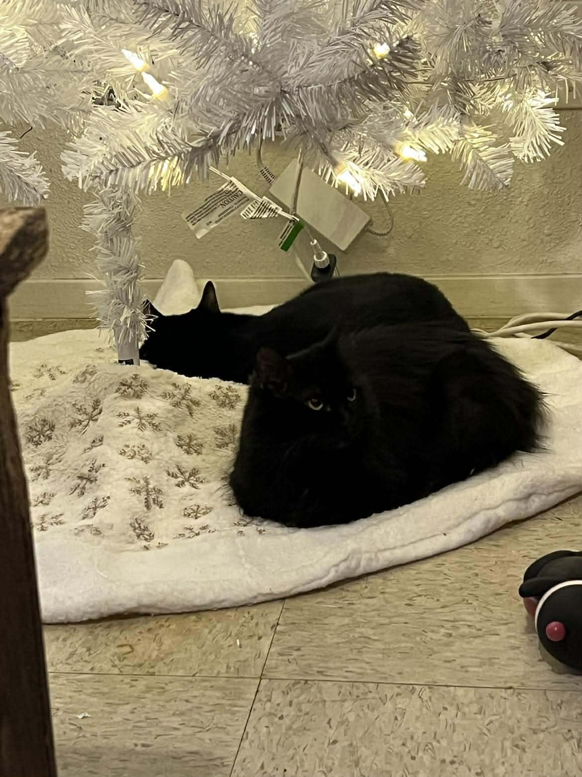 Persephone, an adopted Domestic Long Hair in Spring, TX image 3/3