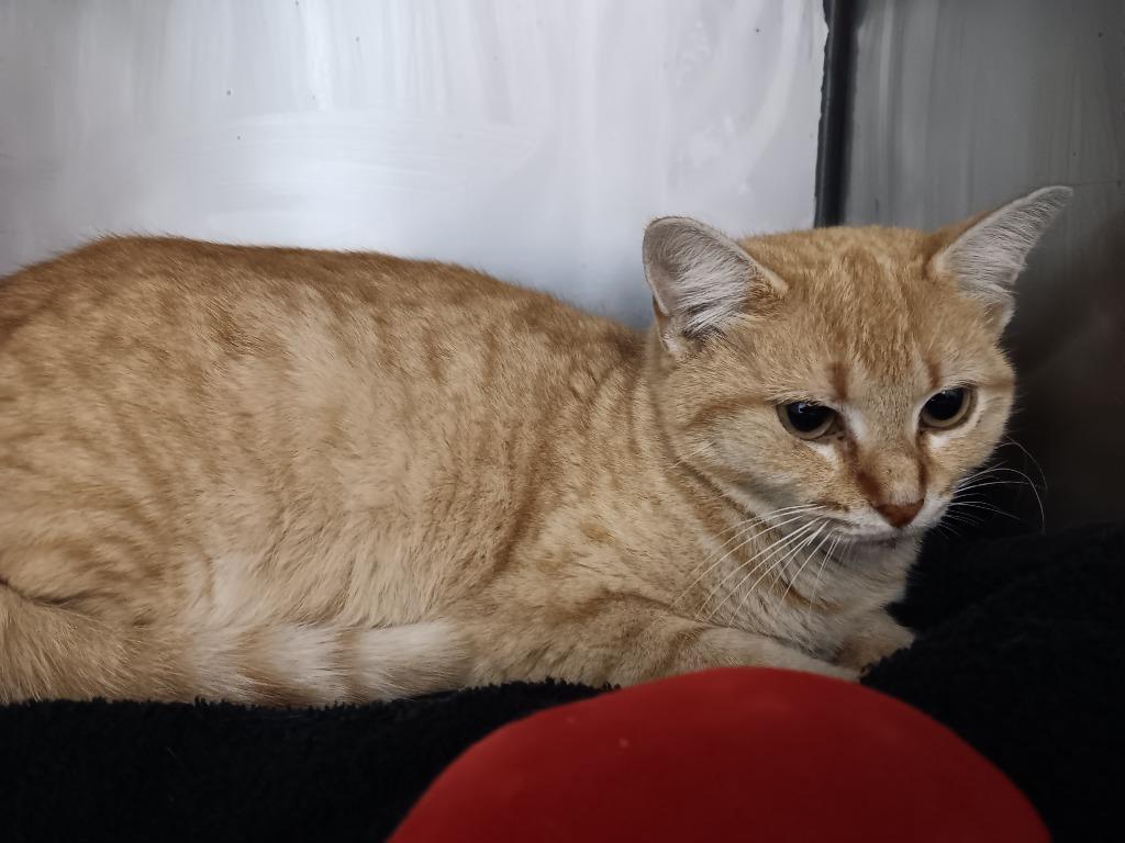 Sunflower, Adoptable, Young Female Domestic Short Hair.