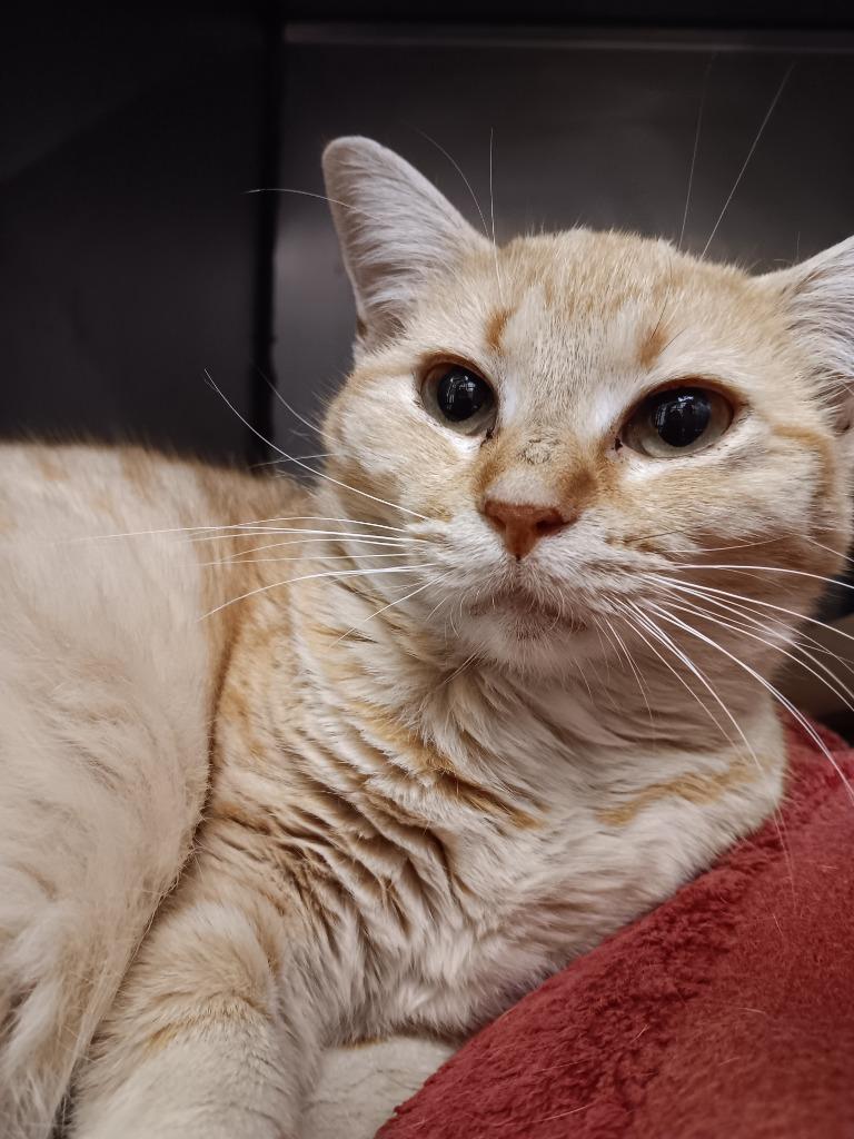 Enlarge Sunflower, a Adoptable mixed breed in New Braunfels, TX image 2/2