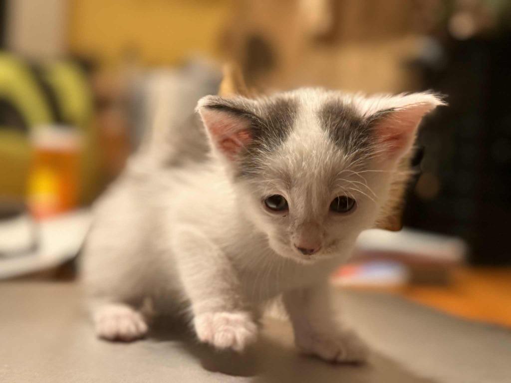 Jo, Adopted, Young Female Domestic Short Hair.