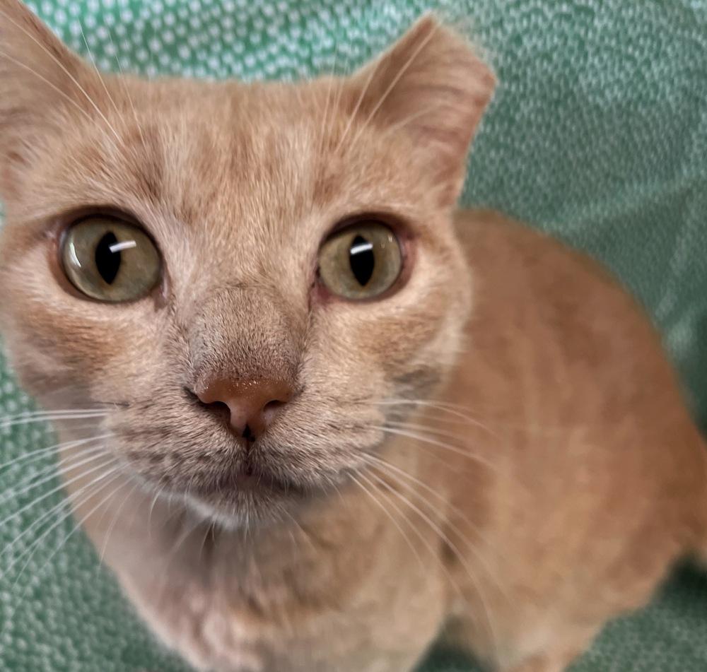 Tiger, Adoptable, Adult Male Domestic Short Hair.