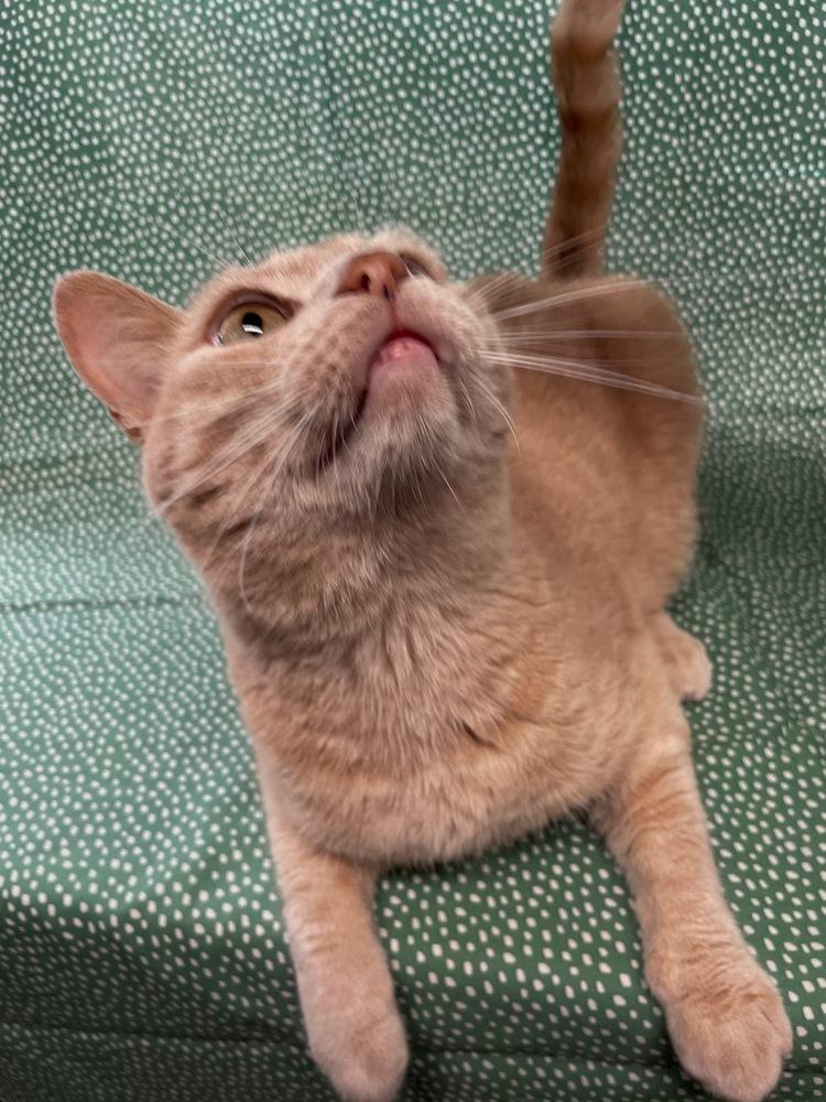 Enlarge Tiger, a Adoptable Domestic Short Hair in Omaha, NE image 2/3