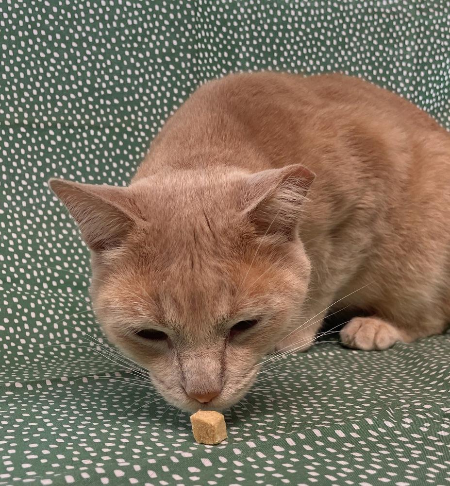 Enlarge Tiger, a Adoptable Domestic Short Hair in Omaha, NE image 3/3