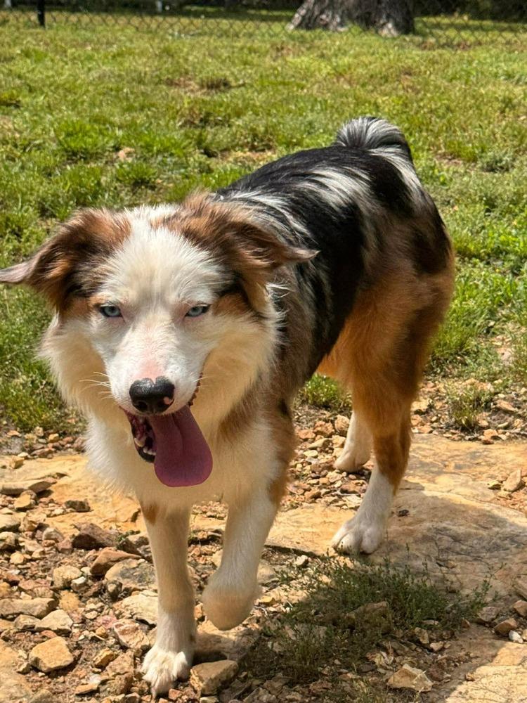 1038 Steel, Adoptable, Young Male Australian Shepherd.