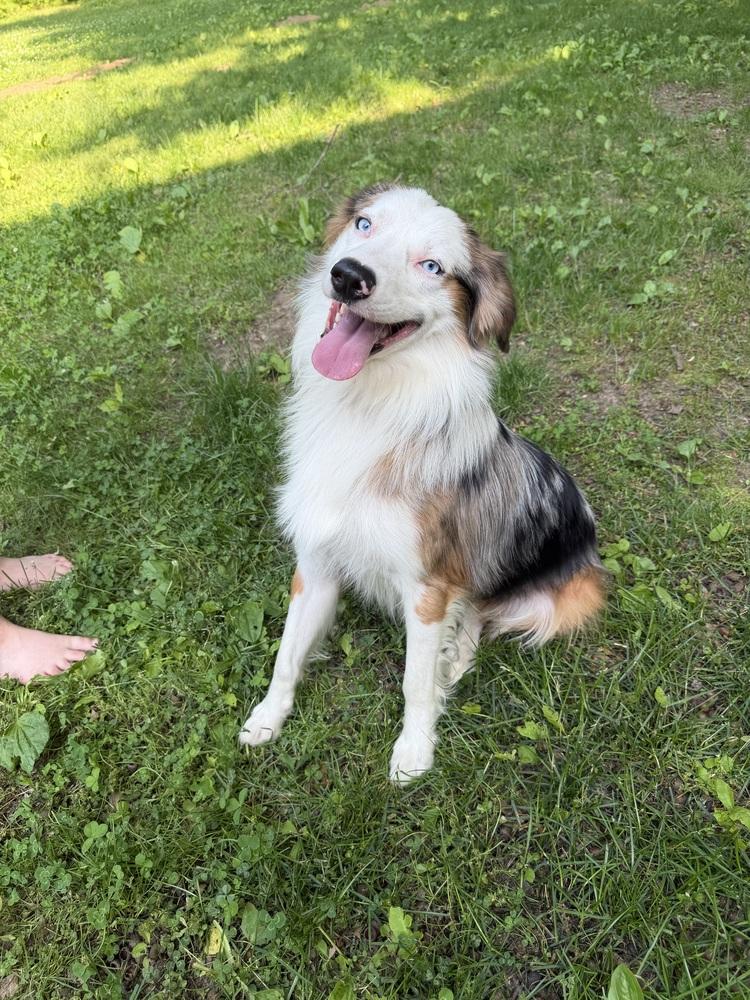 1038 Steel, a Adoptable Australian Shepherd in St Louis , MO image 1/6