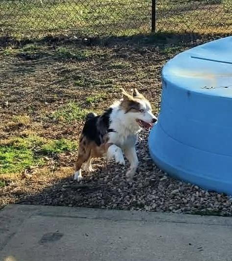 Enlarge 1038 Steel, a Adoptable Australian Shepherd in Ringwood, IL image 2/6