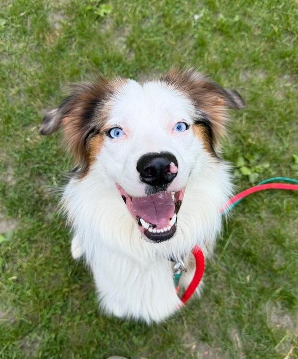 1038 Steel, a Adoptable Australian Shepherd in St Louis , MO image 2/6