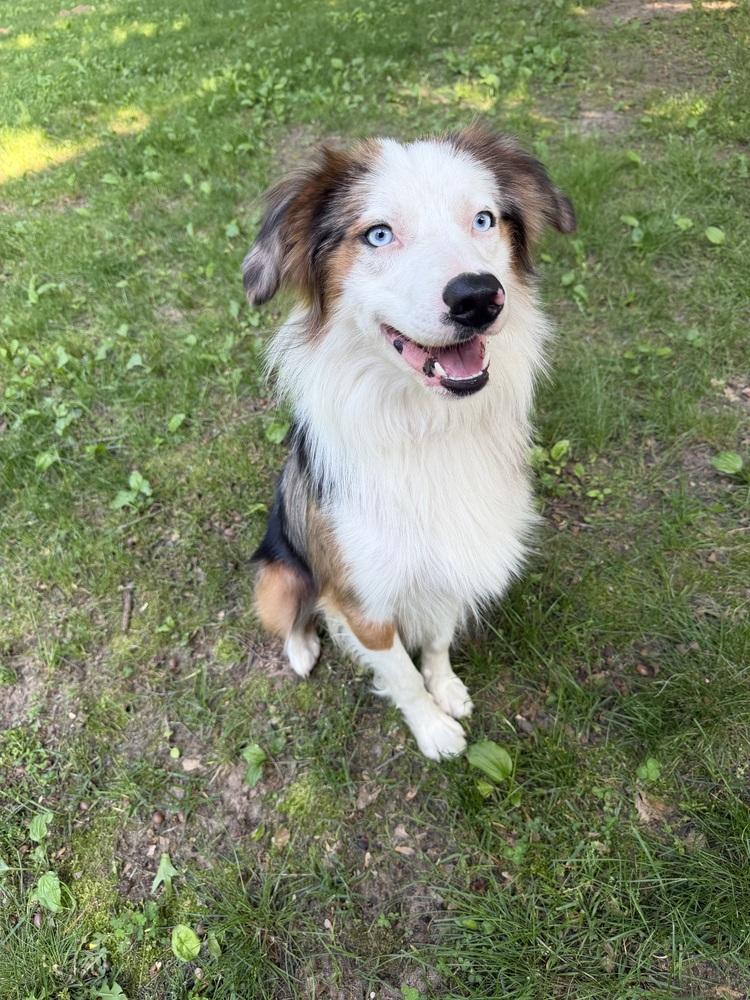 1038 Steel, a Adoptable Australian Shepherd in St Louis , MO image 3/6