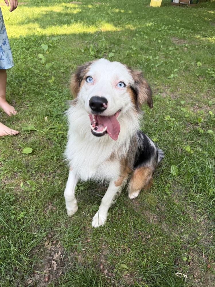 1038 Steel, a Adoptable Australian Shepherd in St Louis , MO image 4/6