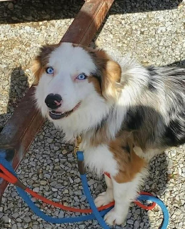 Enlarge 1038 Steel, a Adoptable Australian Shepherd in Ringwood, IL image 4/6