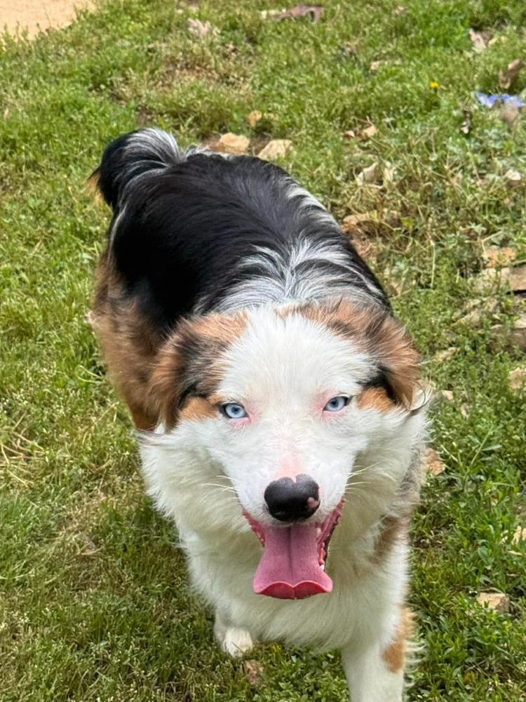 Enlarge 1038 Steel, a Adoptable Australian Shepherd in St Louis , MO image 4/6