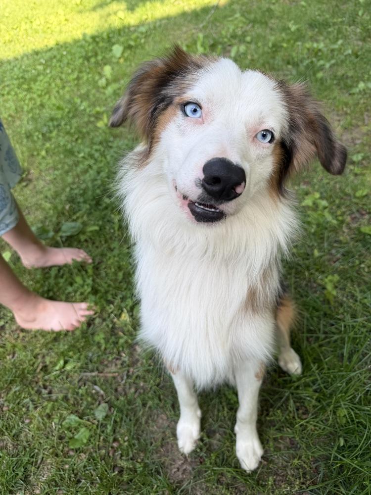 1038 Steel, a Adoptable Australian Shepherd in St Louis , MO image 5/6