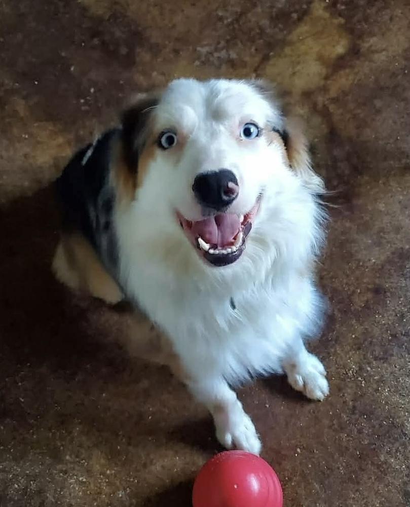 Enlarge 1038 Steel, a Adoptable Australian Shepherd in Ringwood, IL image 5/6