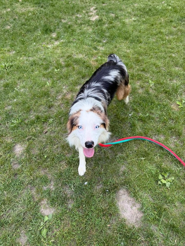 1038 Steel, a Adoptable Australian Shepherd in St Louis , MO image 6/6