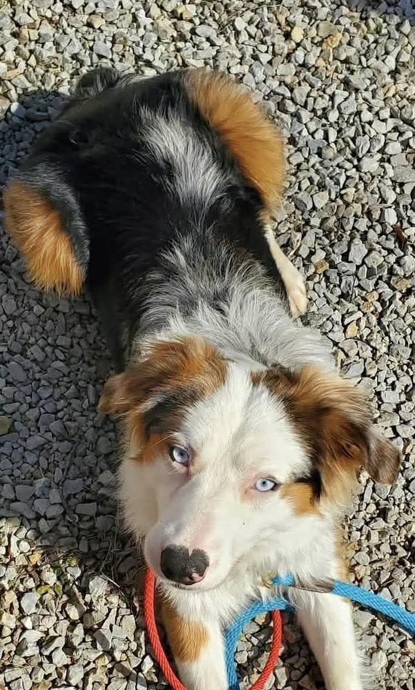 Enlarge 1038 Steel, a Adoptable Australian Shepherd in Ringwood, IL image 6/6