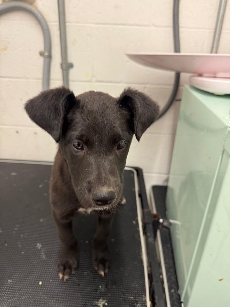 Cole-Adoptable, Adoptable, Puppy Male Labrador Retriever.