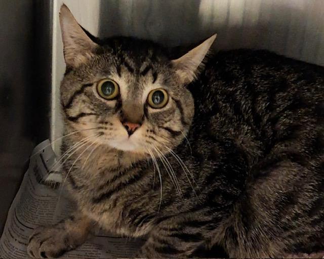 Enlarge CHOPPER, a Adoptable Domestic Short Hair in Olathe, KS image 1/1