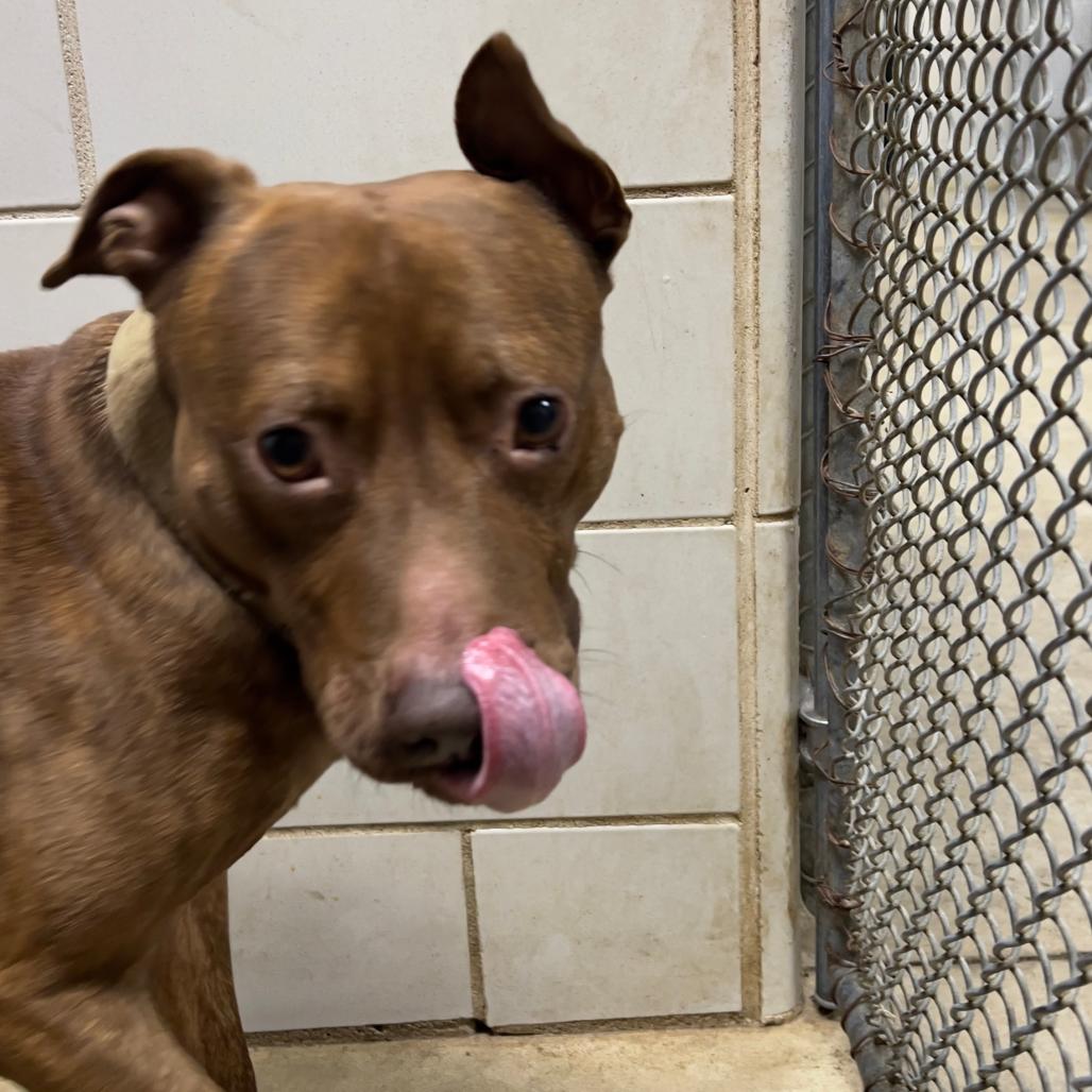 Enlarge Simba-Foster, a Adoptable Mixed Breed in Grand Rapids, MI image 1/6