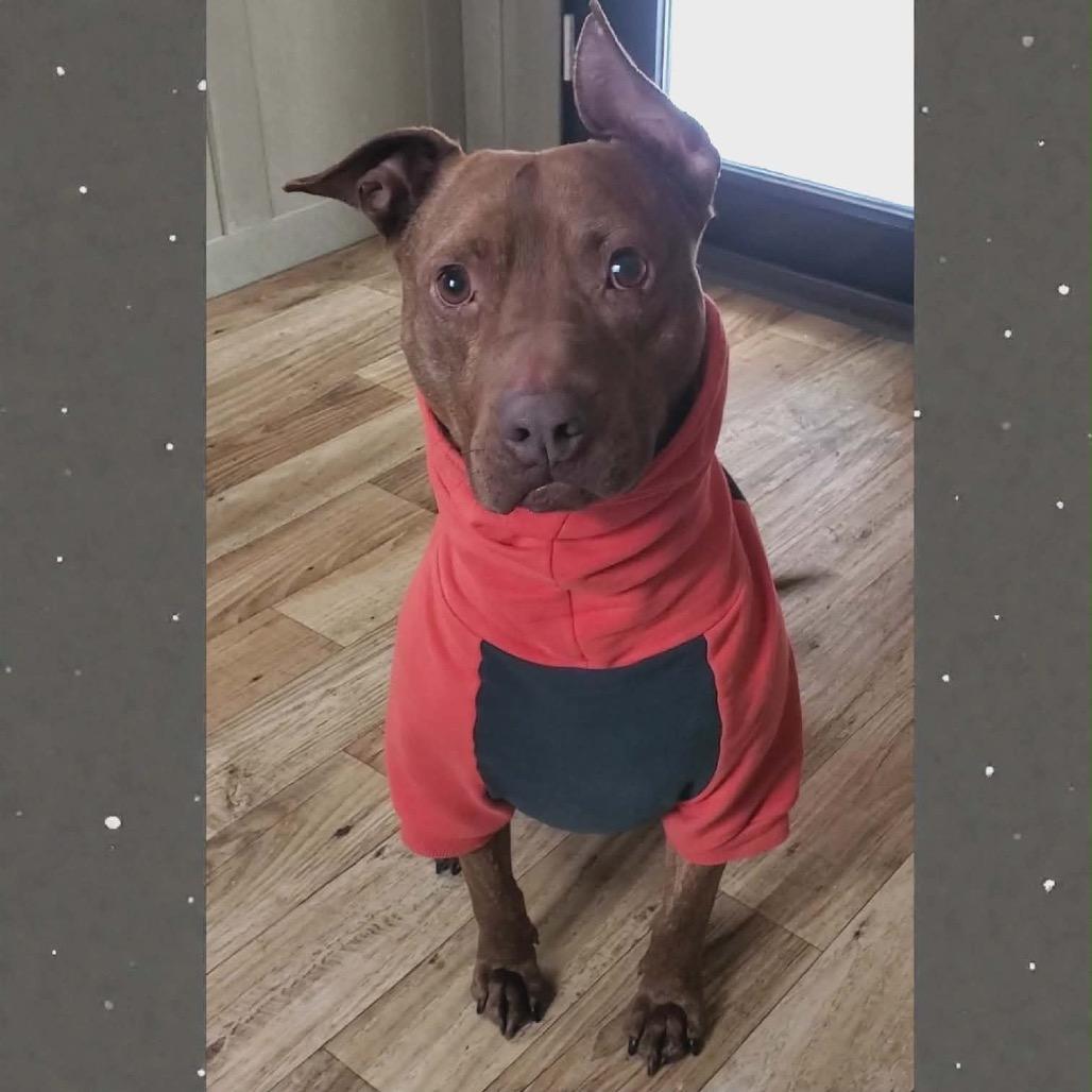 Enlarge Simba-Foster, a Adoptable Mixed Breed in Grand Rapids, MI image 2/6