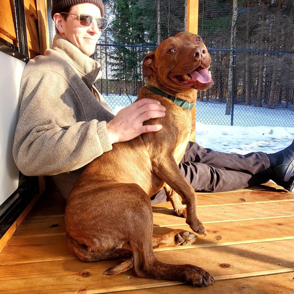 Simba-Foster, Adoptable, Adult Male Mixed Breed.