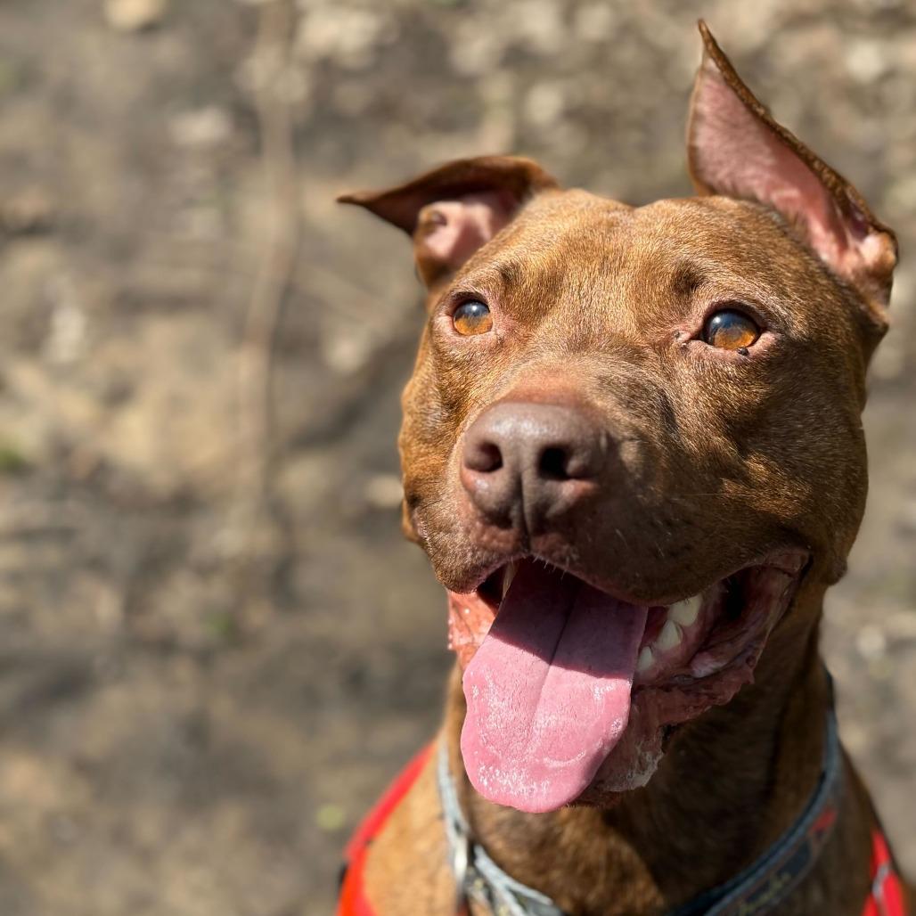 Enlarge Simba-Foster, a Adoptable Mixed Breed in Grand Rapids, MI image 2/4