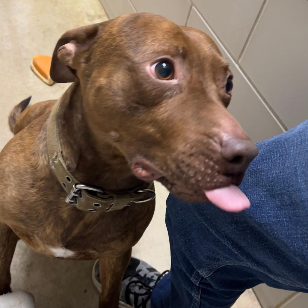 Enlarge Simba-Foster, a Adoptable Mixed Breed in Grand Rapids, MI image 2/6