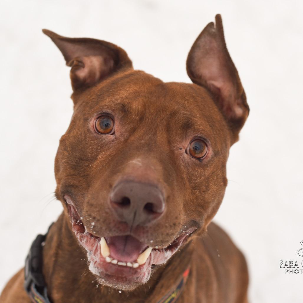 Enlarge Simba-Foster, a Adoptable Mixed Breed in Grand Rapids, MI image 3/6