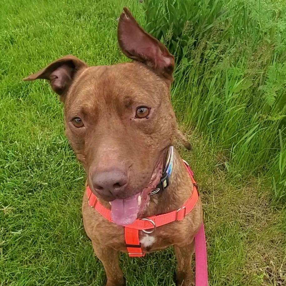 Enlarge Simba-Foster, a Adoptable Mixed Breed in Grand Rapids, MI image 4/4