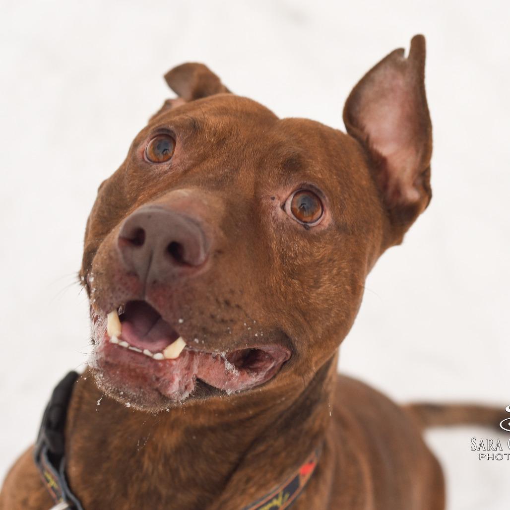 Enlarge Simba-Foster, a Adoptable Mixed Breed in Grand Rapids, MI image 4/6