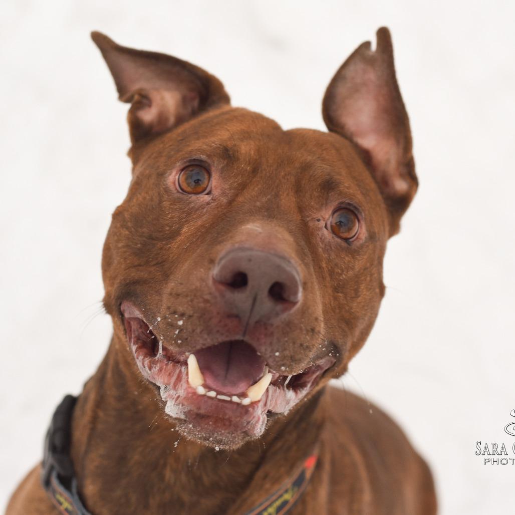Enlarge Simba-Foster, a Adoptable Mixed Breed in Grand Rapids, MI image 5/6