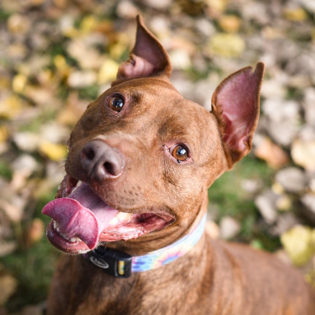 Enlarge Simba-Foster, a Adoptable Mixed Breed in Grand Rapids, MI image 6/6