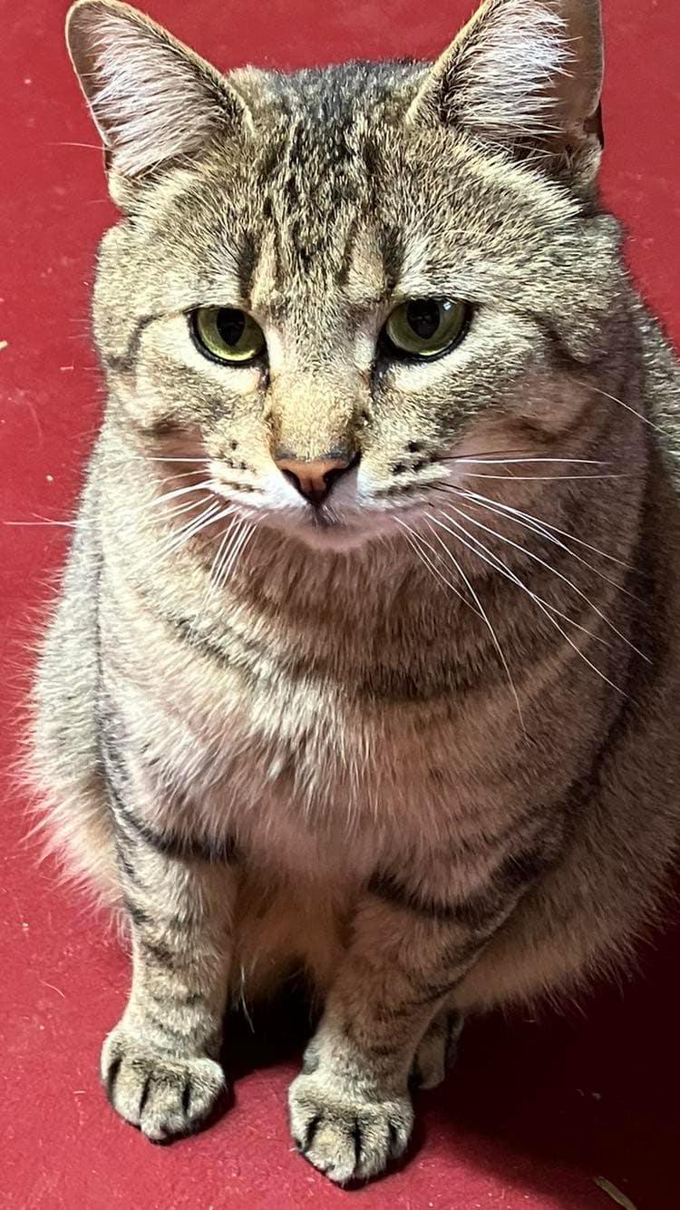 Cody & Pumpernickel- BONDED PAIR, Adoptable, Adult Female Domestic Long Hair & Domestic Short Hair.