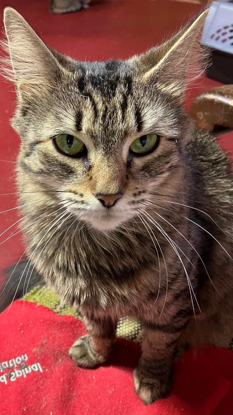 Cody & Pumpernickel Bonded thumbnail 2