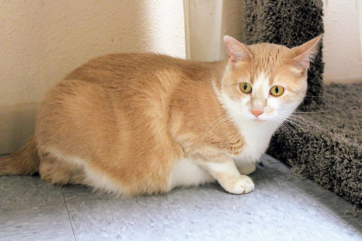 Sassie, an adoptable Domestic Short Hair in Waupun, WI, 53963 | Photo Image 2