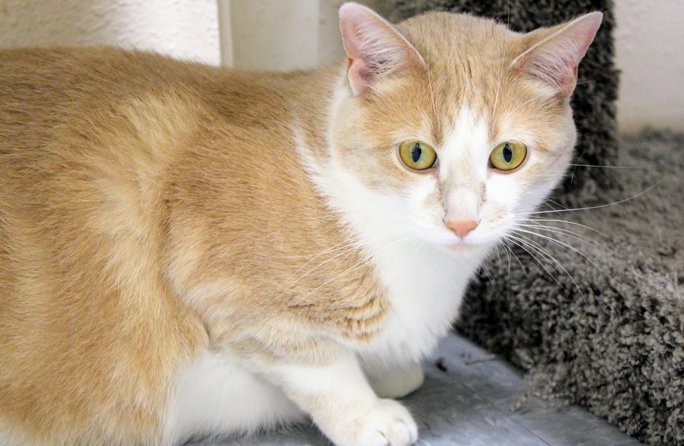 Sassie, an adoptable Domestic Short Hair in Waupun, WI, 53963 | Photo Image 3