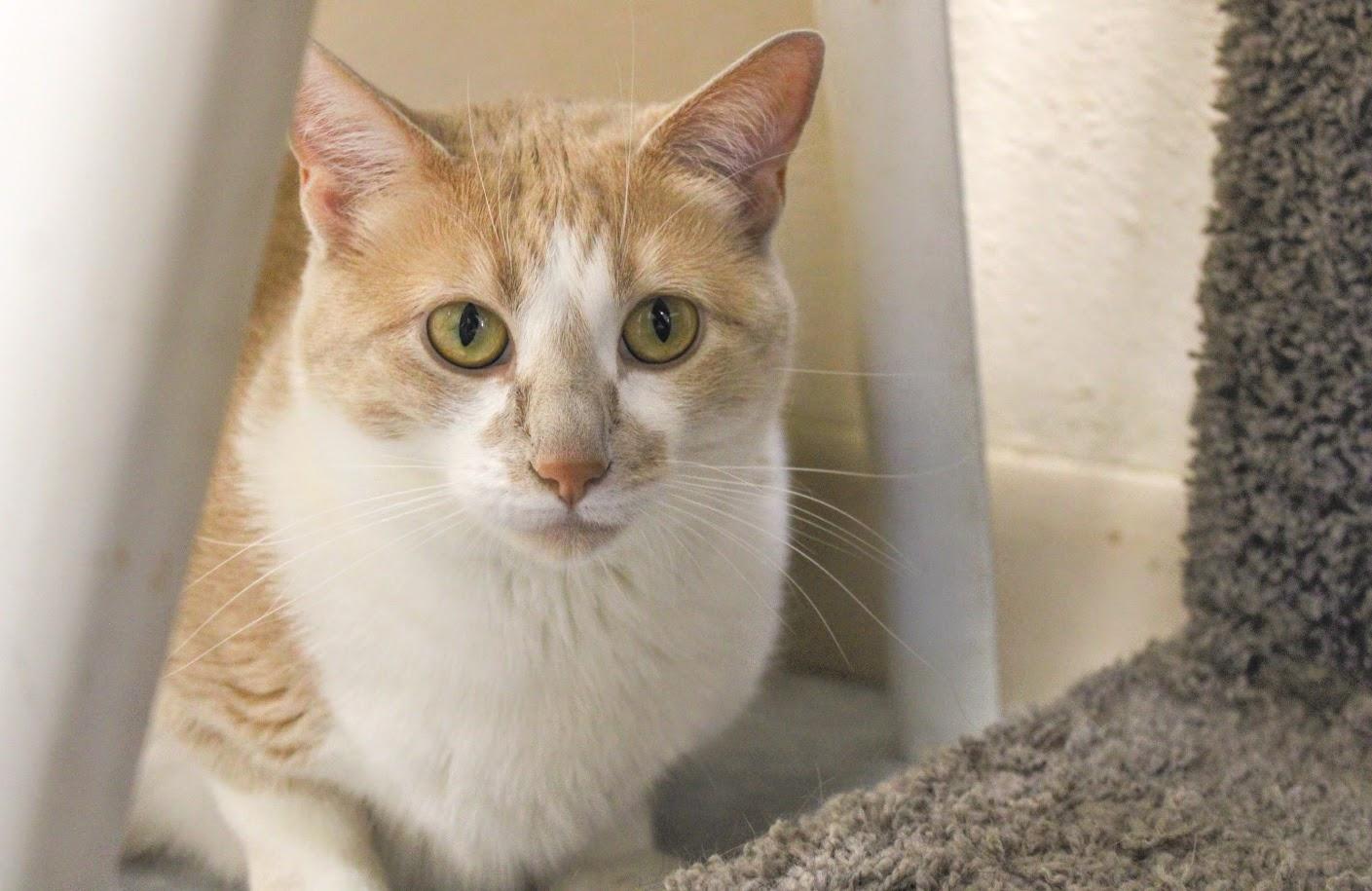 Sassie, an adoptable Domestic Short Hair in Waupun, WI, 53963 | Photo Image 1