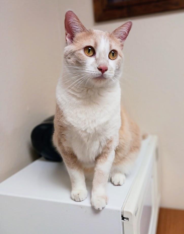Sassie, an adoptable Domestic Short Hair in Waupun, WI, 53963 | Photo Image 4