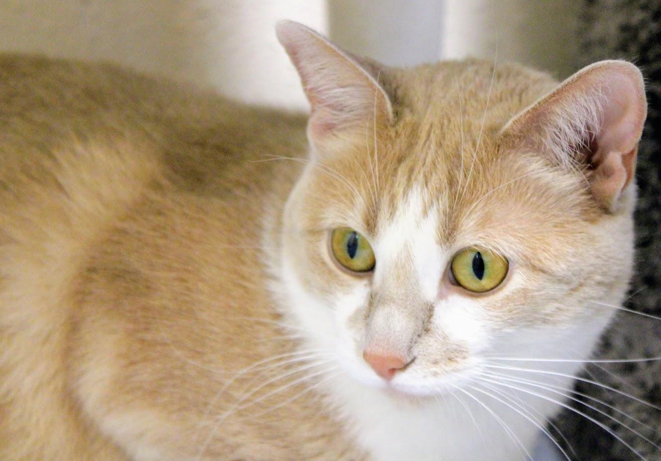 Sassie, an adoptable Domestic Short Hair in Waupun, WI, 53963 | Photo Image 5