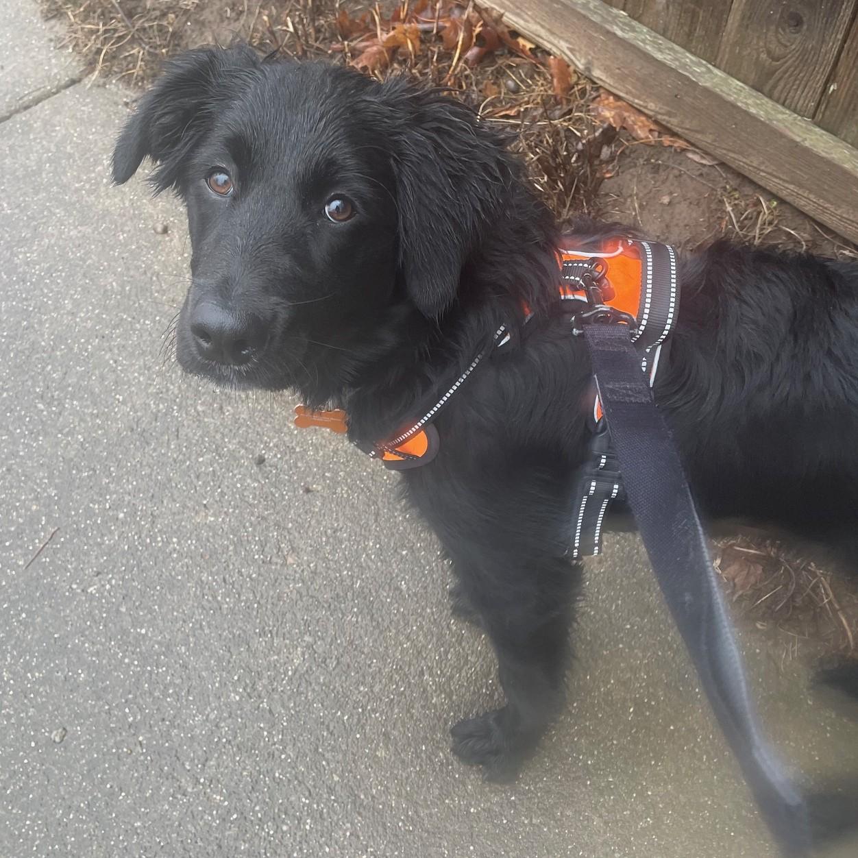 Enlarge Elsie, an adopted mixed breed in Normal, IL image 4/4