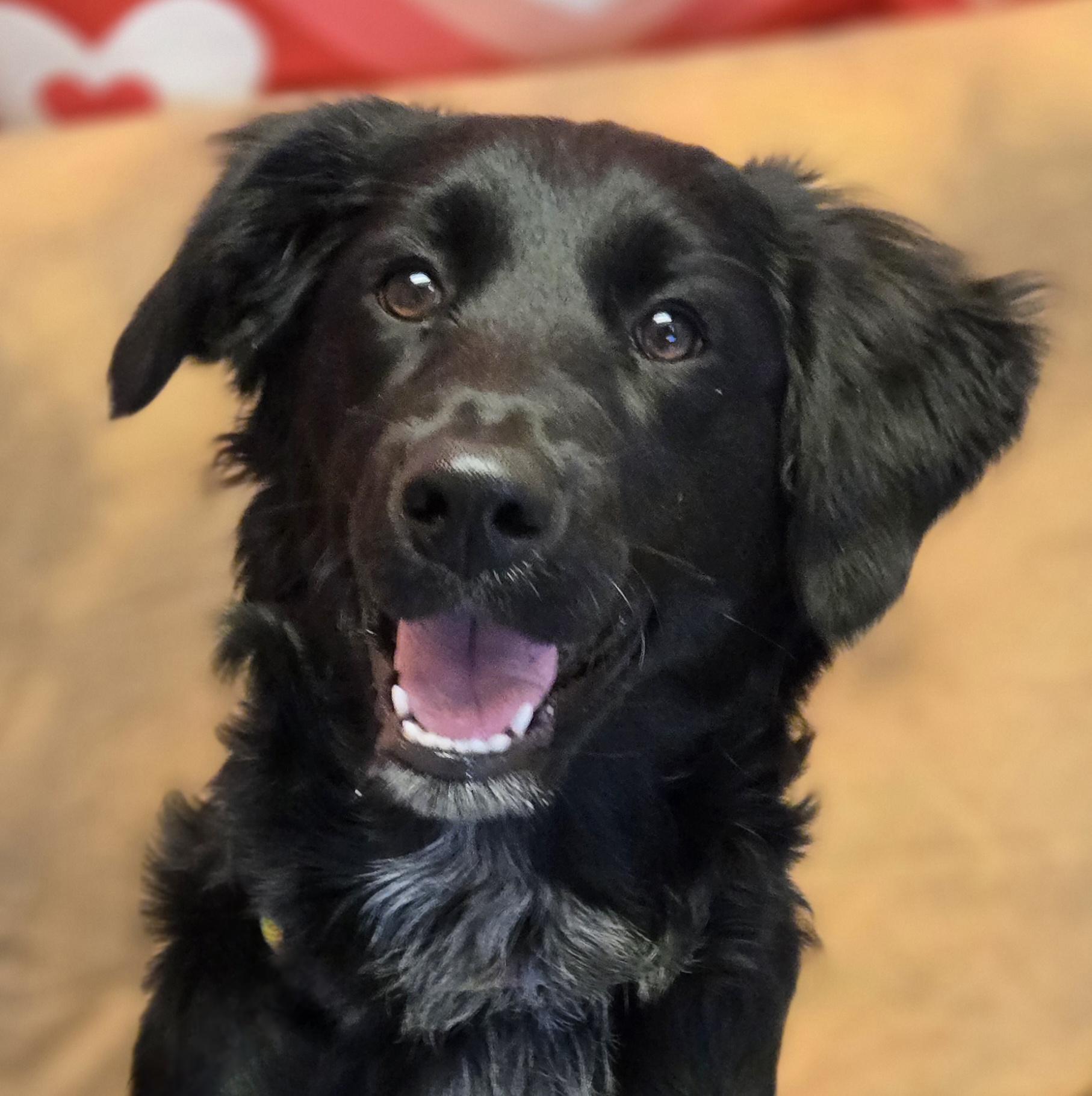 Elsie, adopted, Young Female Labrador Retriever & Mixed Breed.
