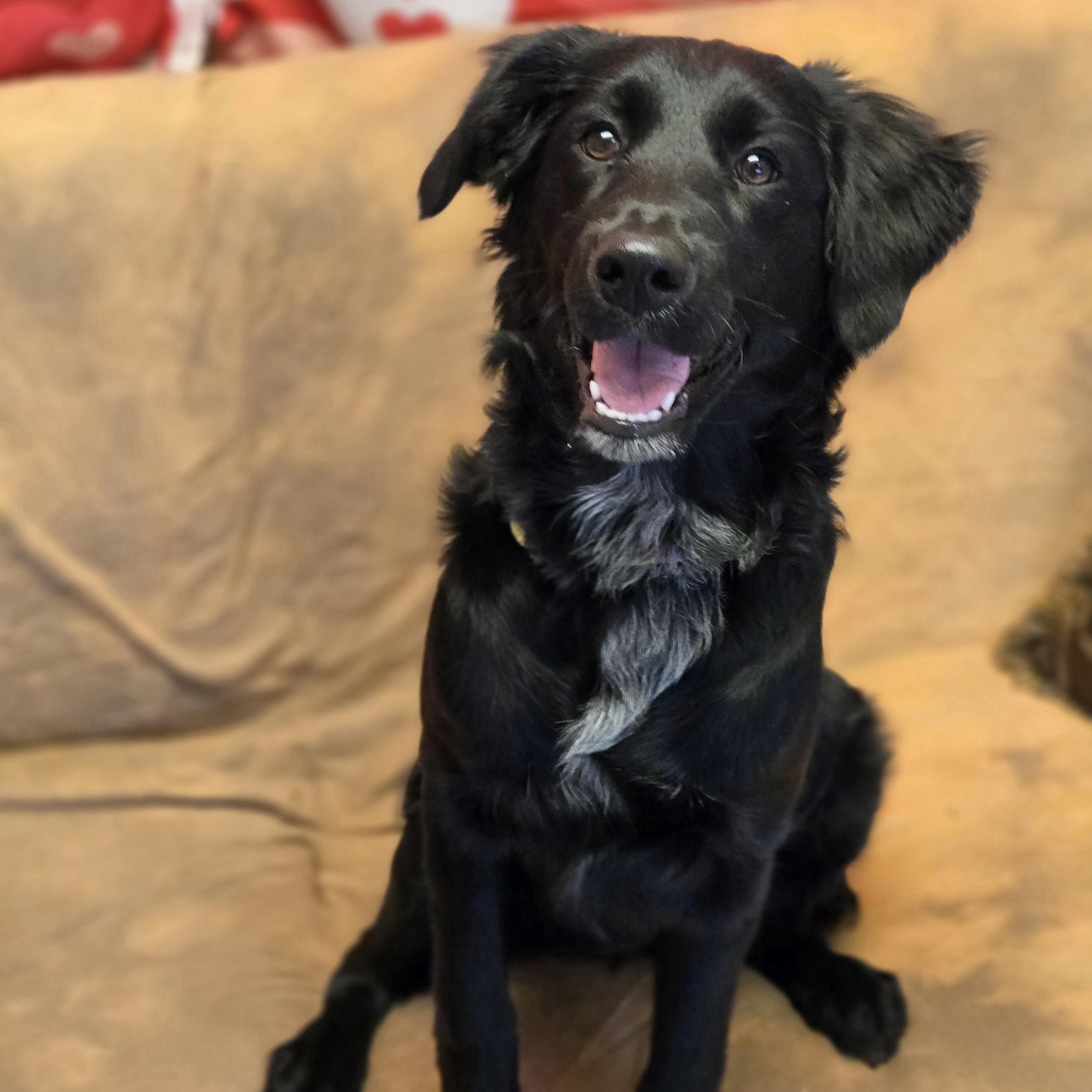 Enlarge Elsie, an adopted mixed breed in Normal, IL image 3/4