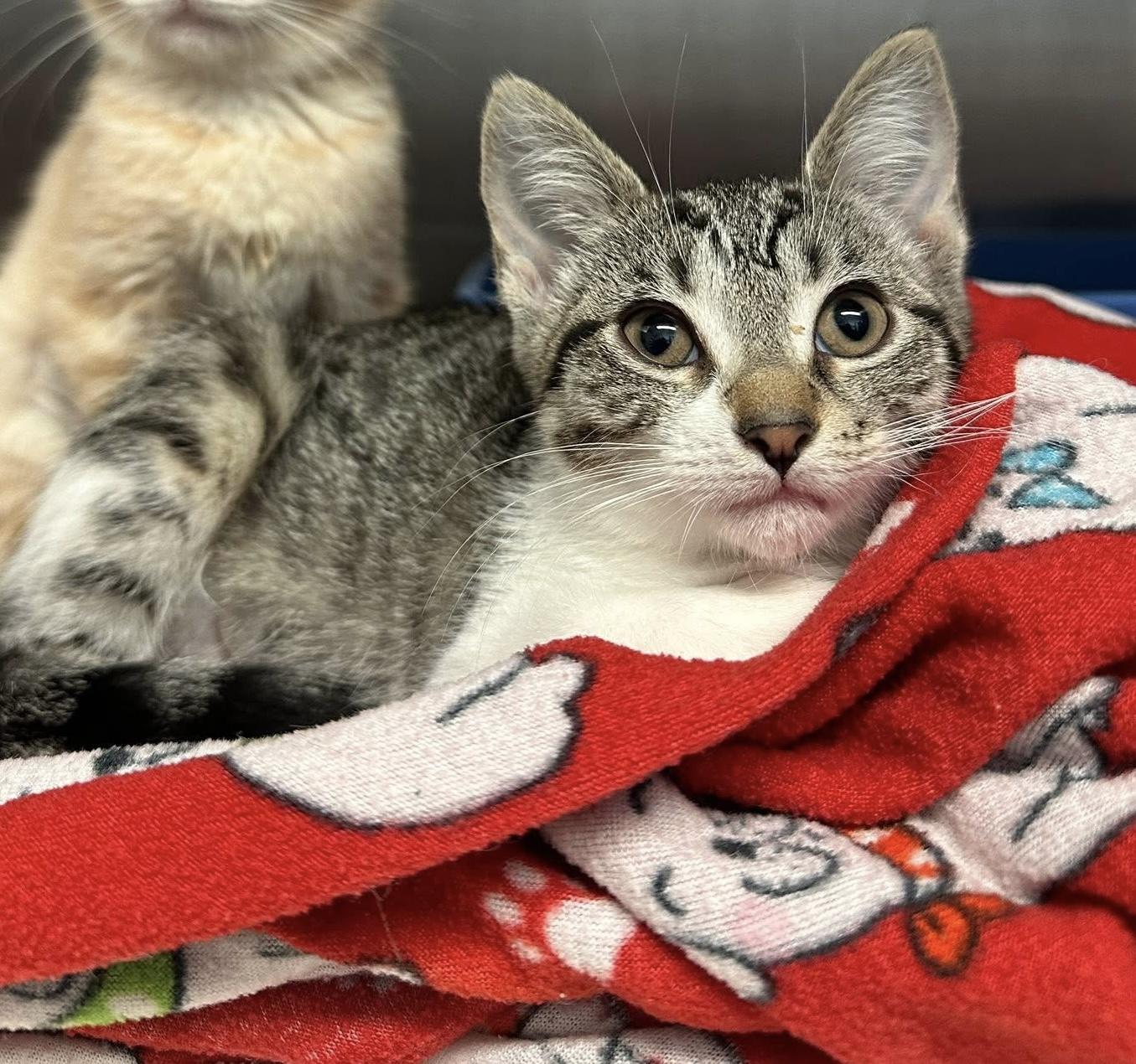 Enlarge Pepper, a Adoptable Domestic Short Hair in Grand Rapids, MI image 3/6