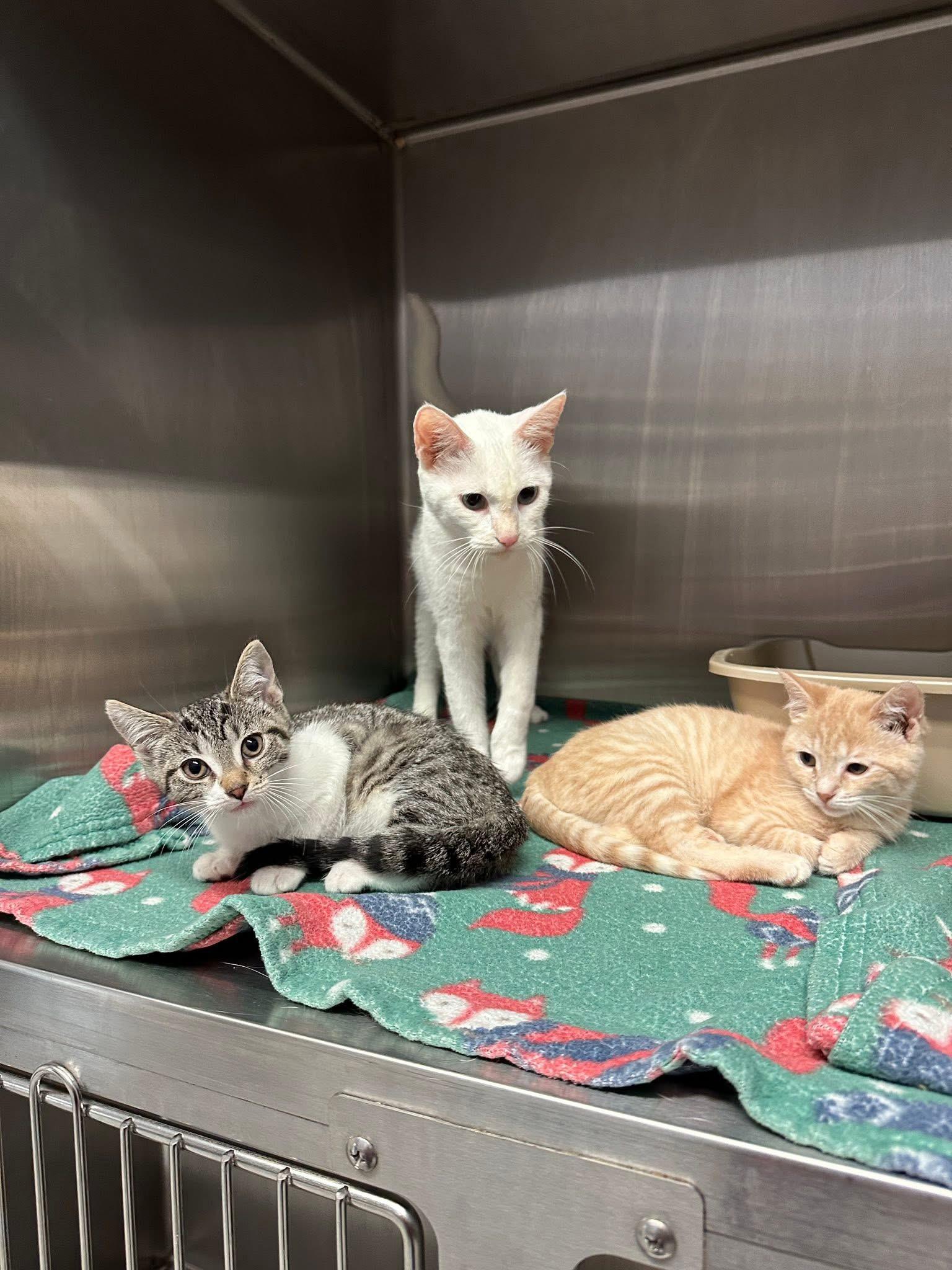 Enlarge Pepper, a Adoptable Domestic Short Hair in Grand Rapids, MI image 5/6