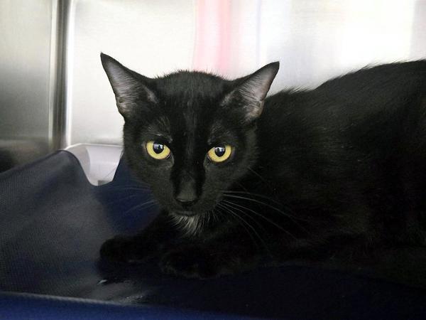 Minerva, a Adoptable mixed breed in Portland, OR image 2/2